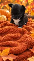 chihuahua4-Luna Belle, a female Chihuahua for sale in Orlando, FL – 2 of 9