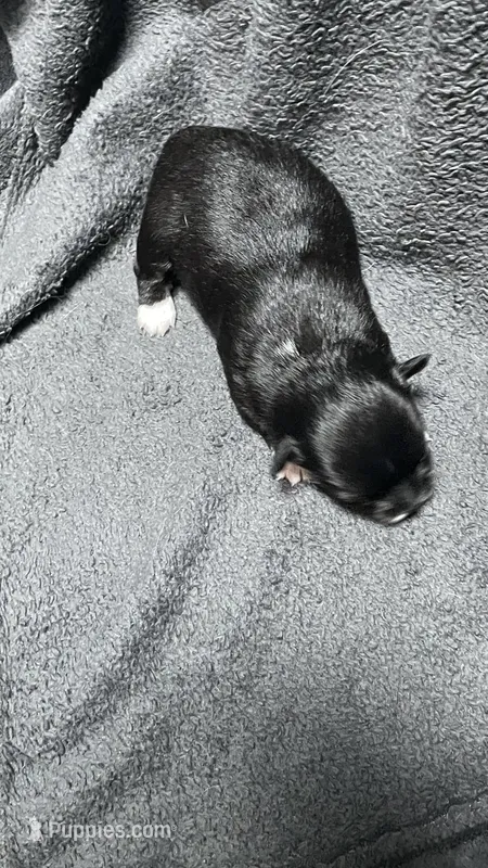 chihuahua4 – Chihuahua puppy for sale in Orlando, FL