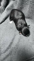 chihuahua4, a male Chihuahua for sale in Orlando, FL – 2 of 3