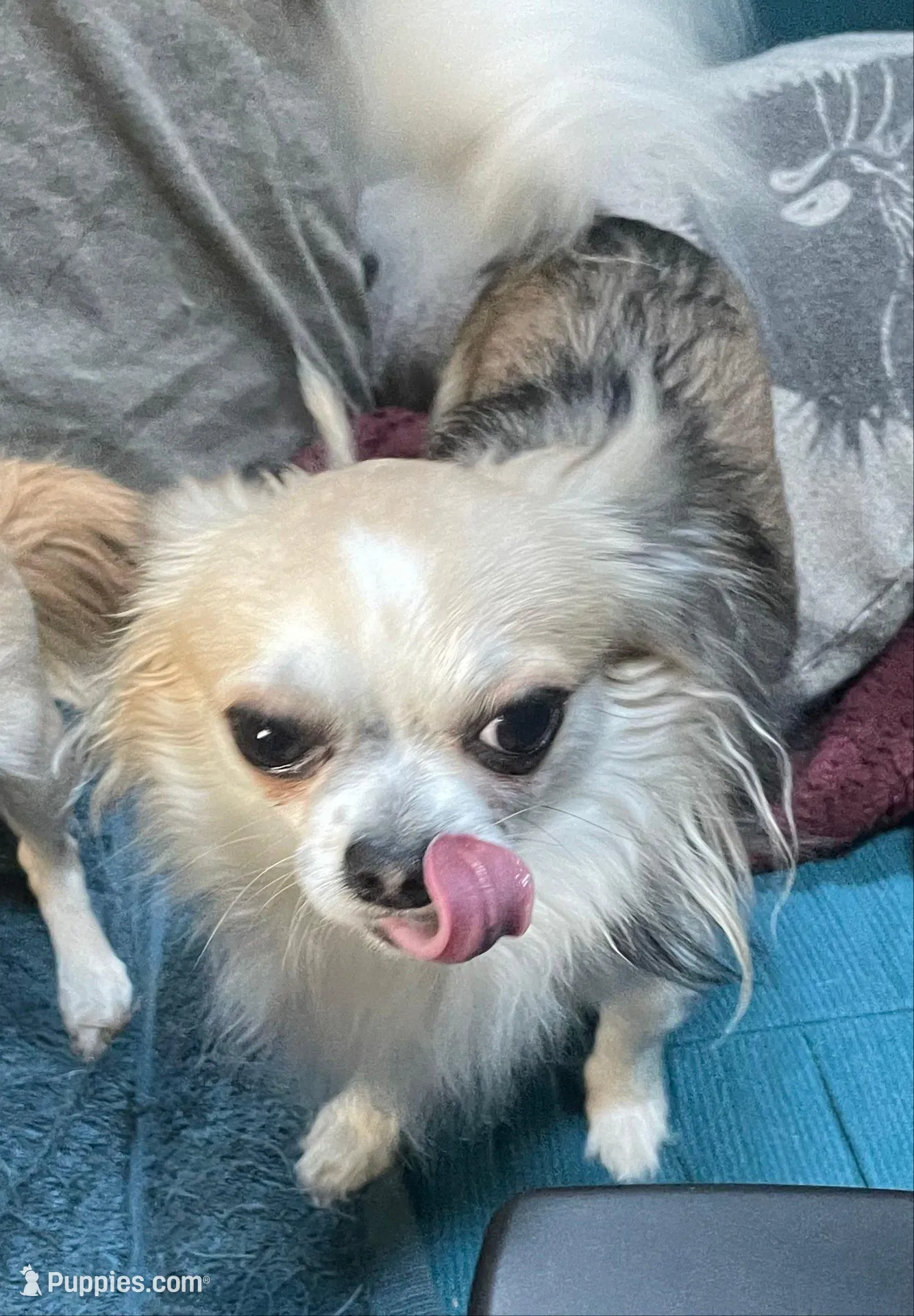 mini-Penny-longhair, a female Chihuahua for sale in Orlando, FL – Photo 10 of 10