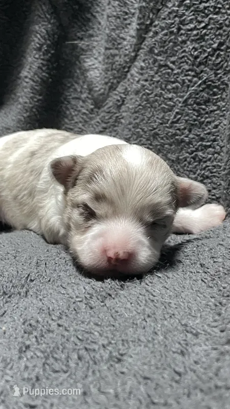 chihuahua3 – Chihuahua puppy for sale in Orlando, FL