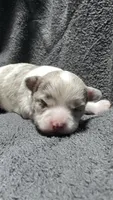chihuahua3, a female Chihuahua for sale in Orlando, FL – 1 of 4