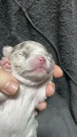 chihuahua3, a female Chihuahua for sale in Orlando, FL – 3 of 4