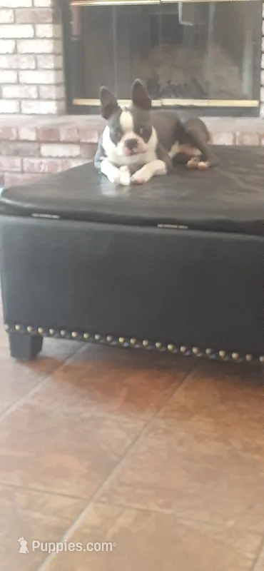 Billyboy – Boston Terrier puppy for sale in Newman, CA