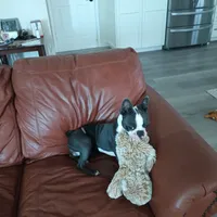 Billyboy, a male Boston Terrier for sale in Newman, CA – 4 of 5