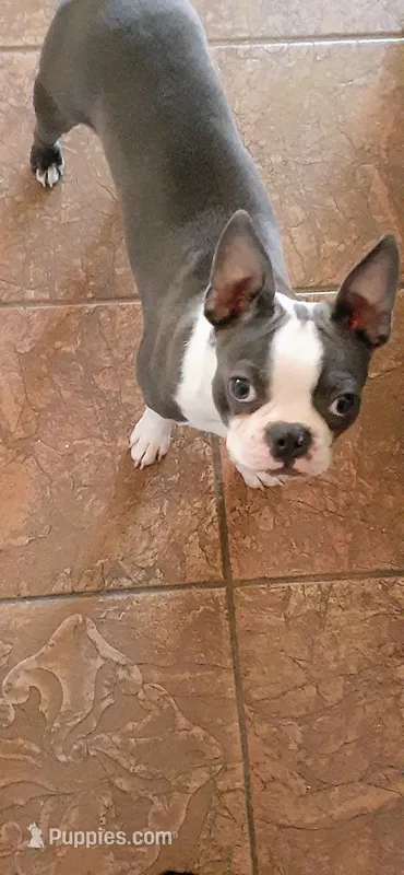 Billyboy – Boston Terrier puppy for sale in Newman, CA