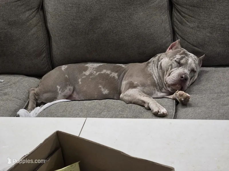 Luna – American Bully puppy for sale in Hershey, PA