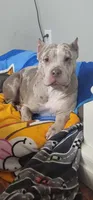 Luna, a female American Bully for sale in Hershey, PA – Photo 4 of 6