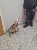 Luna, a female American Bully for sale in Hershey, PA – Photo 6 of 6