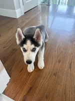 Ollie , a male Siberian Husky for sale in Lowell, MA – 4 of 4