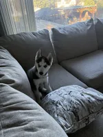Ollie , a male Siberian Husky for sale in Lowell, MA – 1 of 4