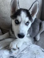 Ollie , a male Siberian Husky for sale in Lowell, MA – 2 of 4