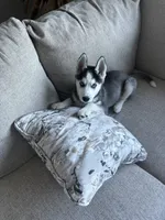 Ollie , a male Siberian Husky for sale in Lowell, MA – 3 of 4