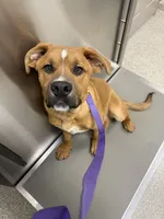 Max, a male English Bulldog and German Shepherd Dog for sale in Altoona, PA – 2 of 3