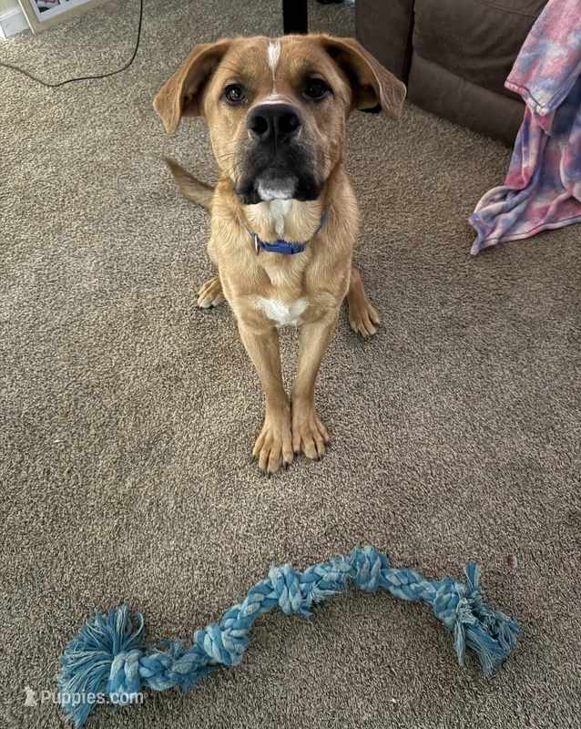 Max – English Bulldog, German Shepherd Dog puppy for sale in Altoona, PA
