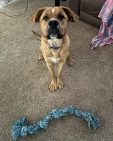 Max, a male English Bulldog and German Shepherd Dog for sale in Altoona, PA – 1 of 3