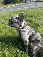 Tom Tom, a male French Bulldog for sale in North Brunswick, NJ – 5 of 6