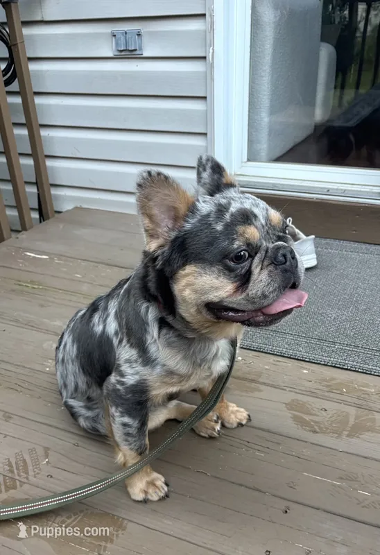 Tom Tom – French Bulldog puppy for sale in North Brunswick, NJ