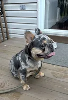 Tom Tom, a male French Bulldog for sale in North Brunswick, NJ – 1 of 6