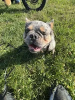 Tom Tom, a male French Bulldog for sale in North Brunswick, NJ – 6 of 6