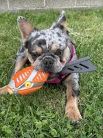 Tom Tom, a male French Bulldog for sale in North Brunswick, NJ – 4 of 6