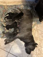 Love, a male Cane Corso for sale in Citrus Heights, CA – 3 of 6