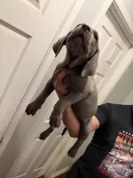 U know , a female Cane Corso for sale in Citrus Heights, CA – 2 of 2
