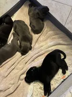 Love, a male Cane Corso for sale in Citrus Heights, CA – 6 of 6