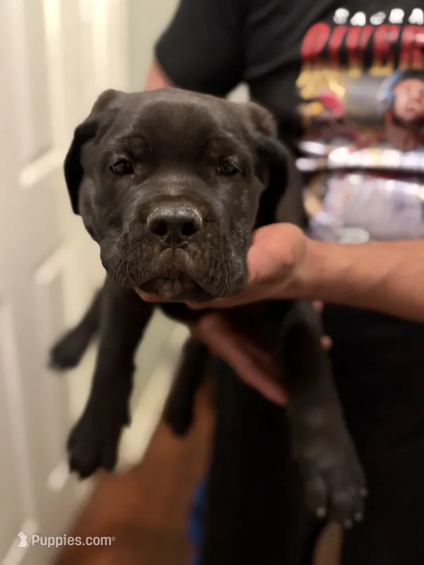 Luna – Cane Corso puppy for sale in Citrus Heights, CA