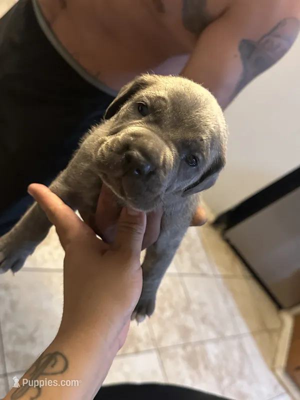 Love – Cane Corso puppy for sale in Citrus Heights, CA
