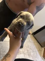 Love, a male Cane Corso for sale in Citrus Heights, CA – 1 of 6
