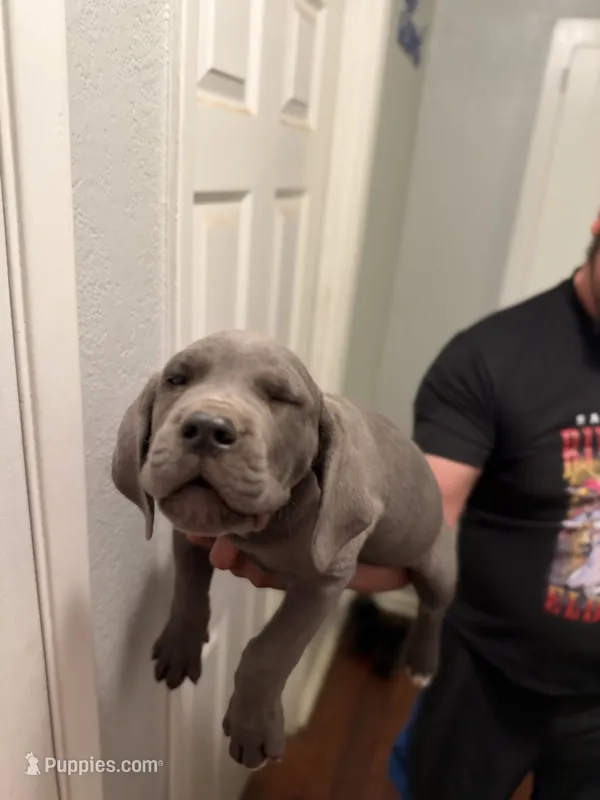 U know  – Cane Corso puppy for sale in Citrus Heights, CA