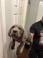 U know , a female Cane Corso for sale in Citrus Heights, CA – 1 of 2