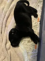 Love, a male Cane Corso for sale in Citrus Heights, CA – 5 of 6