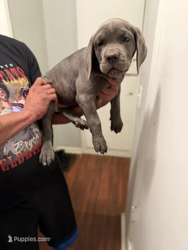Unknown girl – Cane Corso puppy for sale in Citrus Heights, CA