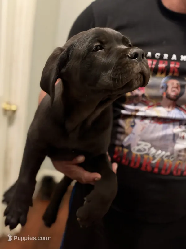 Ilunonown – Cane Corso puppy for sale in Citrus Heights, CA