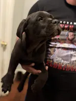 Ilunonown, a male Cane Corso for sale in Citrus Heights, CA – 1 of 1