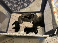 Love, a male Cane Corso for sale in Citrus Heights, CA – 4 of 6