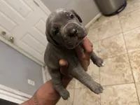 Love, a male Cane Corso for sale in Citrus Heights, CA – 2 of 6