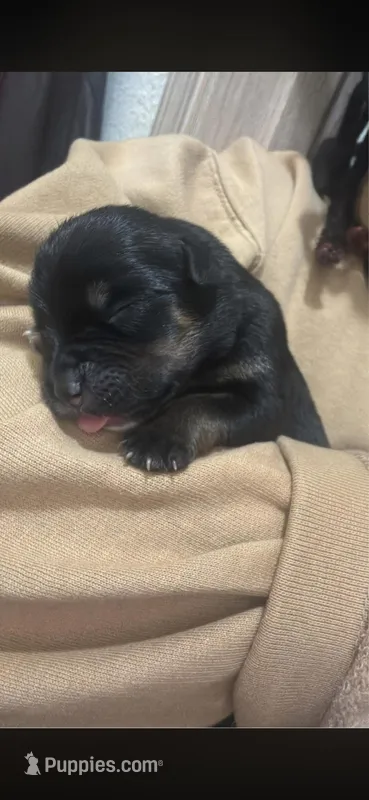 Cardi – Rottweiler puppy for sale in Maumelle, AR