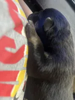 Cardi, a female Rottweiler for sale in Maumelle, AR – Photo 3 of 3