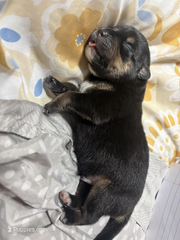 Optimus – Rottweiler puppy for sale in Maumelle, AR