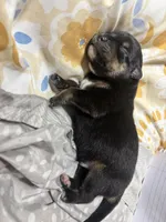 Optimus, a male Rottweiler for sale in Maumelle, AR – Photo 2 of 2