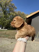 Simon, a male Miniature Dachshund for sale in Kimball, MN – 5 of 7