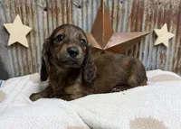 Winston, a male Miniature Dachshund for sale in Kimball, MN – 7 of 8