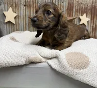 Winston, a male Miniature Dachshund for sale in Kimball, MN – 3 of 8