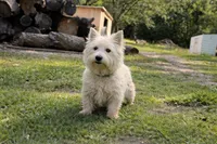 Westie Puppy, a  West Highland White Terrier for sale in Kimball, MN – 4 of 4