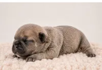 Crouton, a female French Bulldog for sale in Kimball, MN – 2 of 2