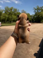 Maggie, a female French Bulldog for sale in Kimball, MN – 5 of 6