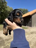 Wally, a male Miniature Dachshund for sale in Kimball, MN – 6 of 7